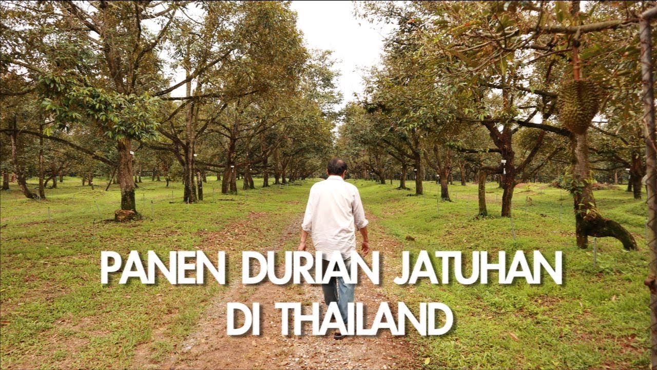 Perkebunan Durian di Thailand | Foto : YouTube
