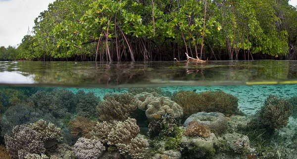 Terumbu karang dan hutan di Pulau Kofiau | Foto : lifestyle.okezone