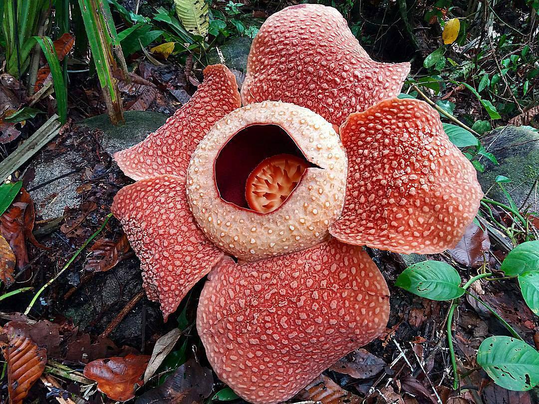 Rafflesia Bengkuluensis | Foto : Travelingyuk.com