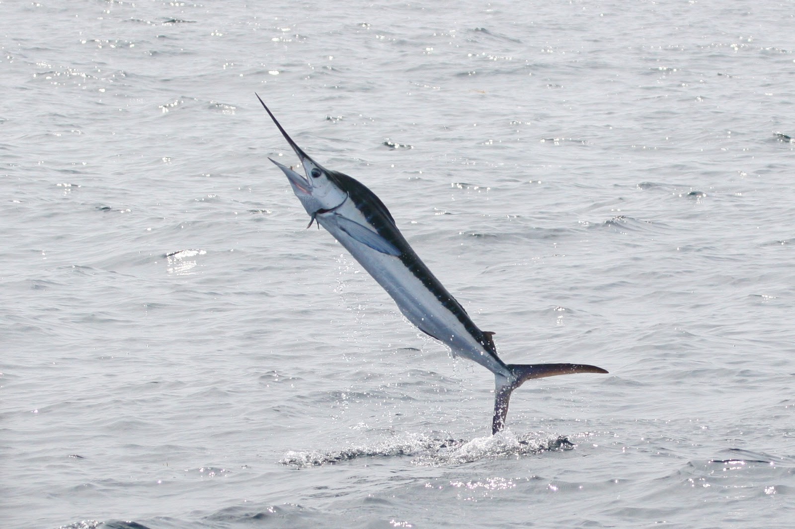 Ikan Marlin atau Ikan Krui yang menjadi bahan dasar Sate Tuhuk | Foto : Mr. Fisher