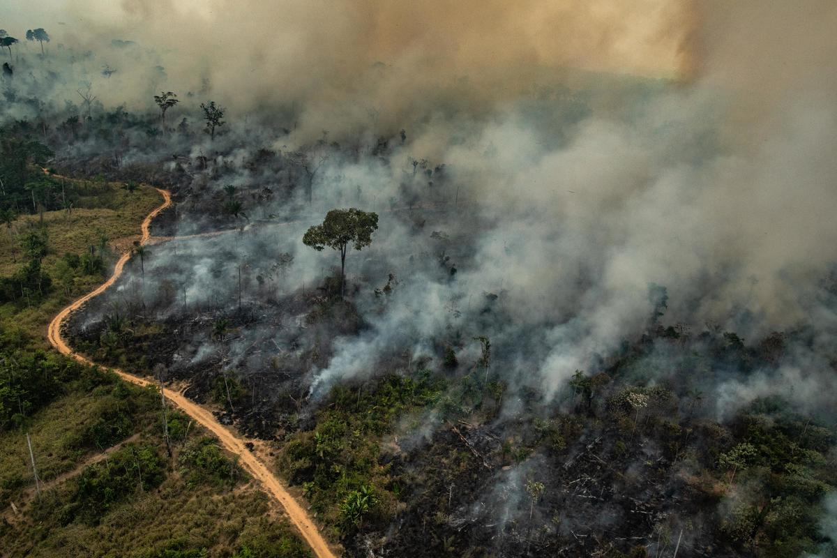 Kebakaran hutan yang dapat mengancam keberadaan dan populasi Sun Bear dan satwa lainnya | Foto : Greenpeace