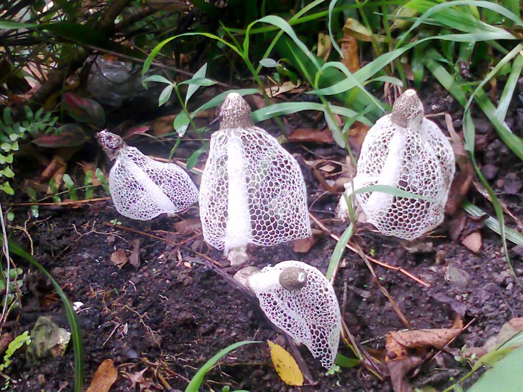 Secara ekologi, jamur ini dapat tumbuh sendiri maupun berkelompok. | Foto : Hijihawu - WordPress.com 