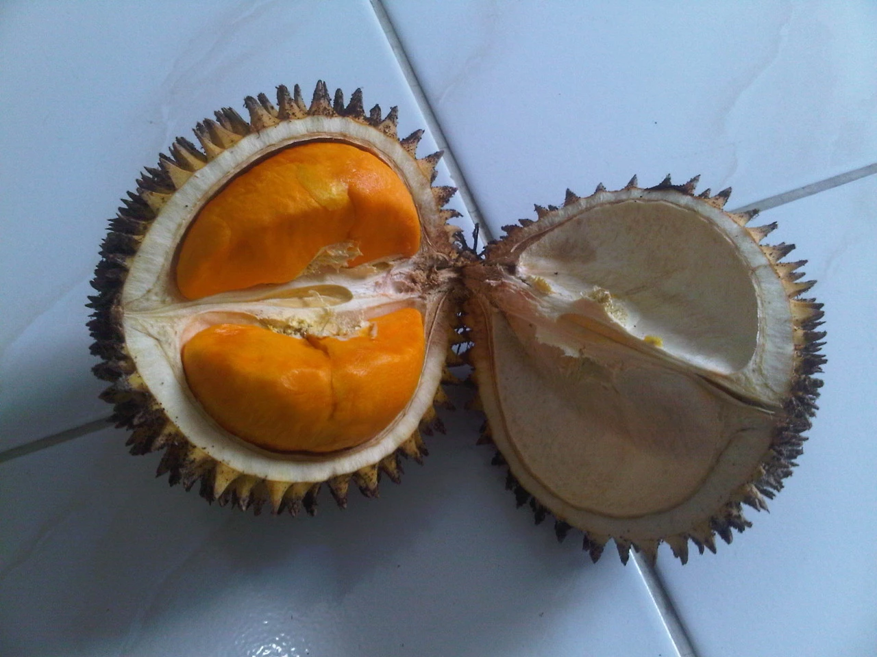 Durian Pampakin | kaskus.id