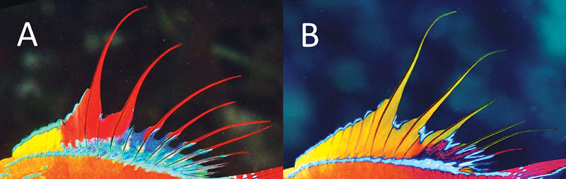 Gambar 3. Perbedaan warna sirip pada (A) Paracheilinus paineorum dan (B) Paracheilinus xanthocirritus.